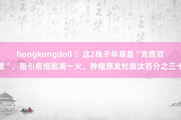 hongkongdoll ​这2株千年草是“克癌双星”，指引癌细胞凋一火，肿瘤原发灶裁汰百分之三十